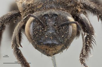 Media type: image;   Entomology 816424 Aspect: head frontal view